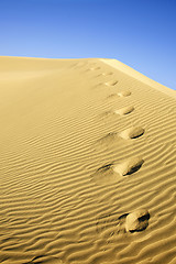 Image showing Desert Footprints