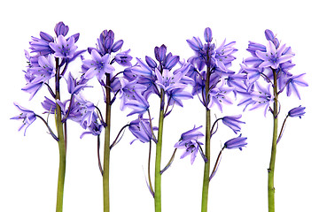 Image showing Bluebell Flowers