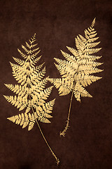 Image showing Fern Leaf Beauty