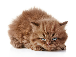 Image showing angry kitten
