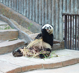 Image showing panda