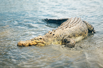 Image showing crocodile