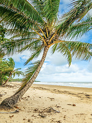 Image showing Palm trees