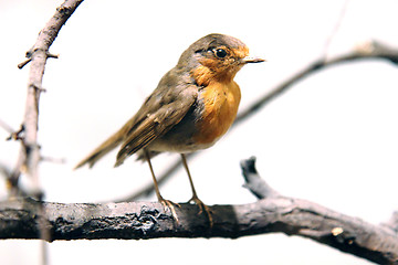 Image showing small orange bird 