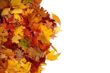 Image showing autumn leaves isolated 