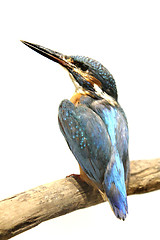 Image showing king fisher bird isolated