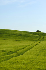 Image showing Green field and tree