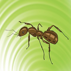 Image showing brown ant