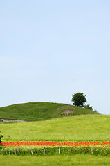 Image showing Green hill and tree