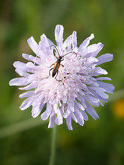 Image showing a bug on a flower