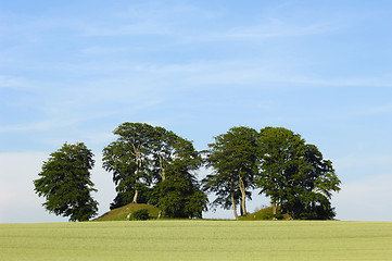 Image showing Trees on hills