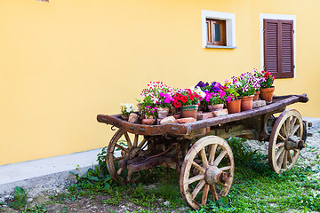 Image showing Tuscany flowers