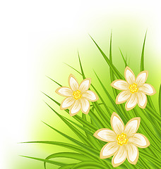 Image showing Green grass with flowers, spring background
