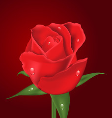 Image showing Close-up beautiful realistic rose on red background