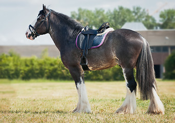 Image showing shire horse under saddle