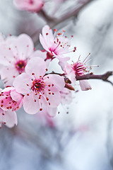 Image showing spring blossoms 