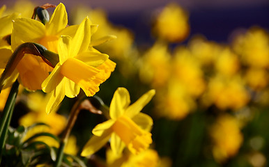 Image showing Yellow daffodils in spring