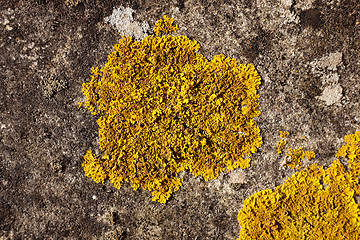 Image showing Detail of yellow crustose lichen