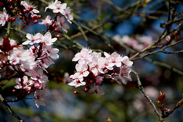 Image showing Cherry blossom blooms on the tree