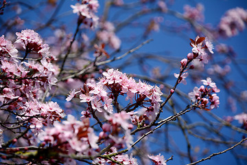 Image showing Pink blossom of an ornamental cherry tree