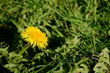 Image showing Scavenger fly on a dandelion flower