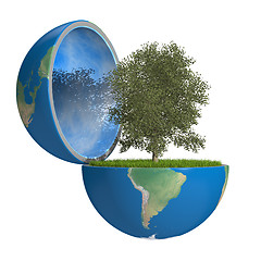 Image showing Tree inside planet