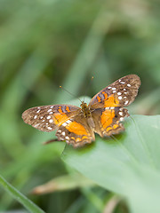 Image showing butterfly