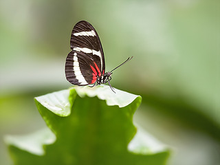 Image showing butterfly