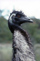 Image showing Emu