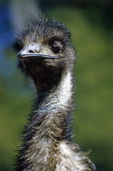 Image showing Emu