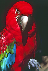 Image showing Macaw