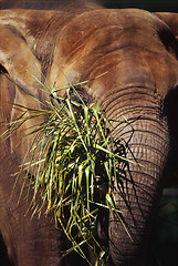 Image showing Elephant