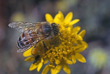 Image showing Honey Bee