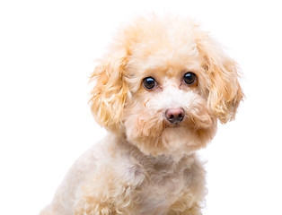 Image showing Brown poodle portrait