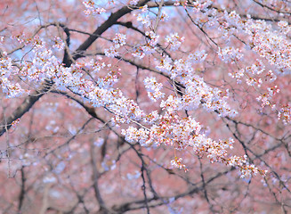 Image showing Sakura