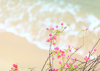 Image showing Small pink azalea with sandy beach background