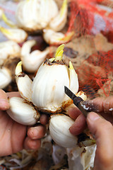 Image showing Cutting narcissus bulb by human hand