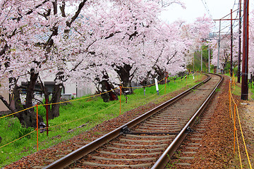 Image showing Railway with sakura tree