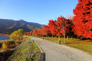 Image showing Red maple tree in japan garden