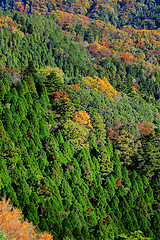 Image showing Autumn forest on mountain