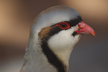 Image showing Chukar 3