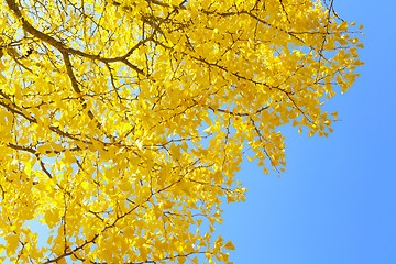 Image showing Gingko tree