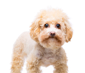 Image showing Brown poodle isolated on white