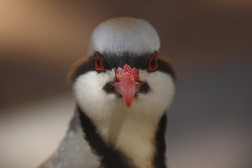 Image showing Chukar 4