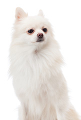 Image showing White pomeranian portarit