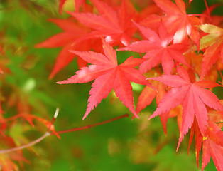 Image showing Red maple leave