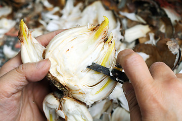 Image showing Narcissus bulb cut by human hand