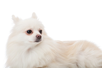 Image showing White pomeranian lying down