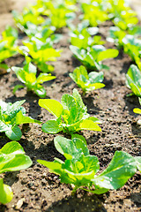 Image showing Lettuce field