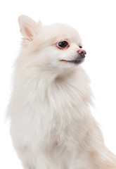 Image showing White pomeranian looking aside